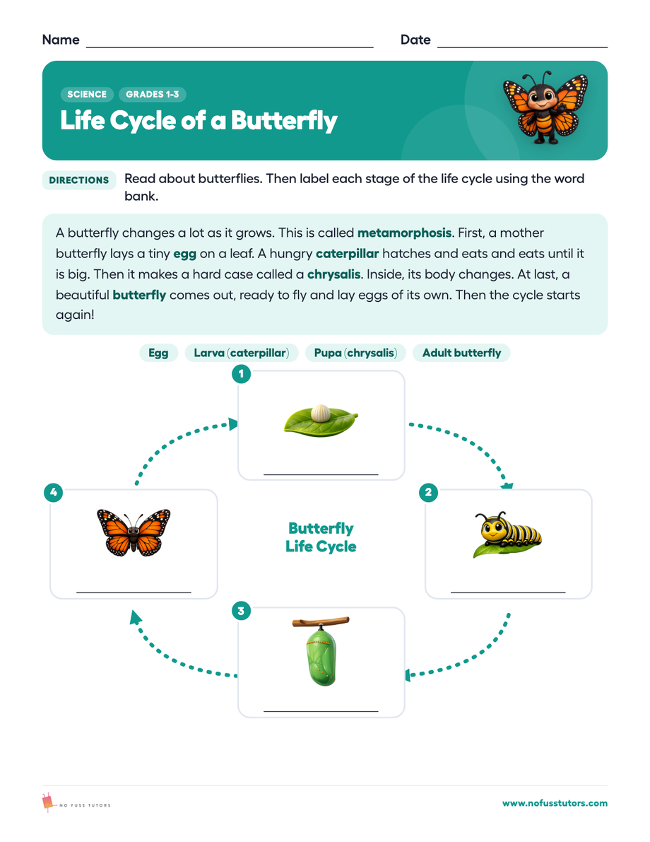 Life Cycle of a Butterfly Science worksheet preview
