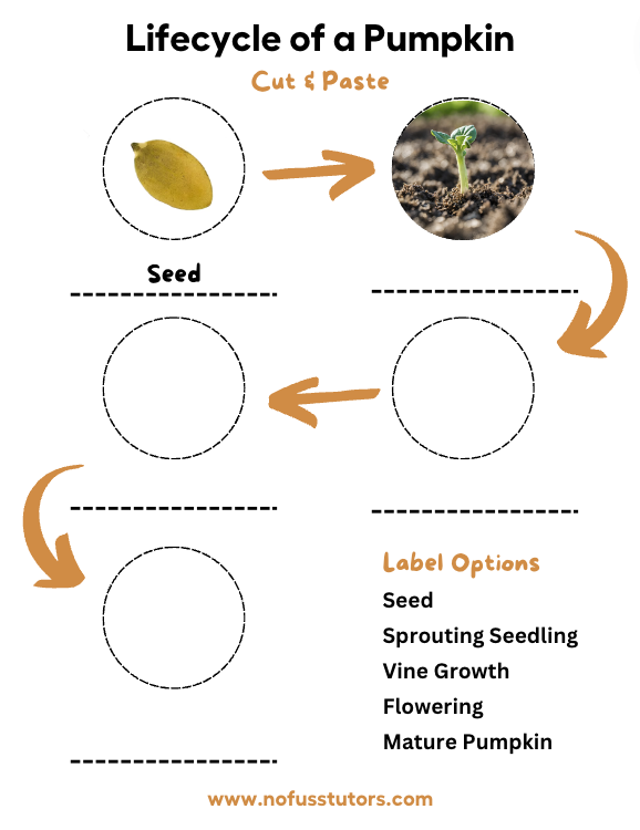 Kindergarten,Grade 1,Grade 2,Grade 3 Science Worksheets Preview
